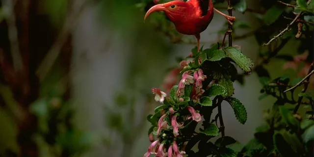 Hakalau Forest Bird Watching Adventure - Image 6