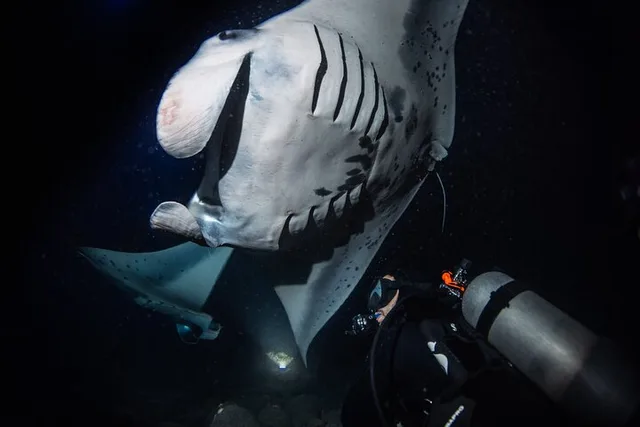 Hawaii Manta Night Dive and Snorkel 3 hr - Image 4