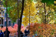 New York City High Line Walking Tour thumbnail 6