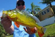 West Palm Beach Peacock Bass Fishing Trip thumbnail 4