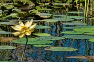 Weston Airboat Adventure Tour 1 hr thumbnail 2