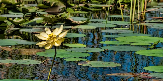 Weston Airboat Adventure Tour 1 hr - Image 2