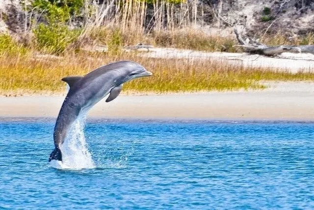 St. Augustine Dolphin and Nature Boat Excursion 90 min - Image 2