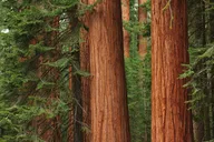 San Francisco Alcatraz and Muir Woods Day Trip thumbnail 4
