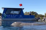 Crystal River Manatee Snorkel Tour thumbnail 6