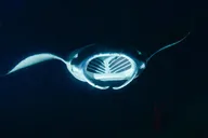 Kailua Kona Manta Ray Night Snorkel thumbnail 3