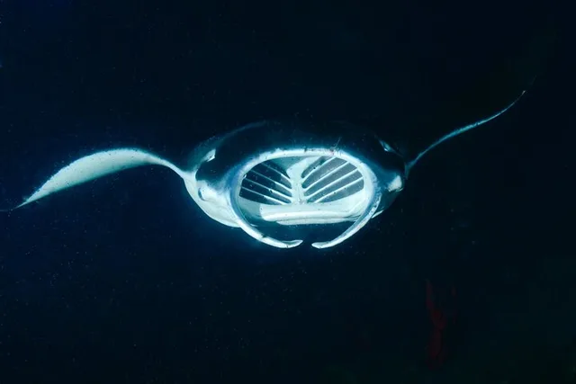Kailua Kona Manta Ray Night Snorkel - Image 3