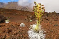 Maui Haleakala Summit Self-Guided Bike Tour thumbnail 6