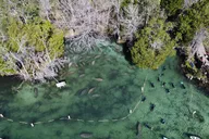 Florida Manatee Swim Tour 3 hr thumbnail 1