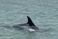 Folly Beach Dolphin Watching and Shelling Tour thumbnail 6