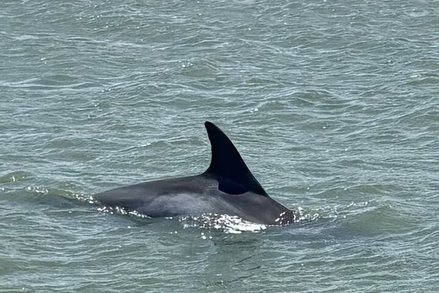 Folly Beach Dolphin Watching and Shelling Tour - Image 6