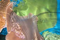 Florida Keys Aquarium Encounters Day Tour 7 hr thumbnail 4