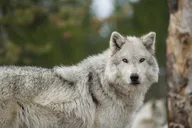 Anchorage Wildlife Tour 4 hr thumbnail 3