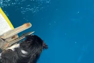 Kailua-Kona Snorkeling Adventure thumbnail 5