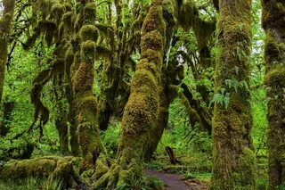 Seattle Hoh Rain Forest and Rialto Beach Tour
