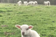 Faithful Hands Farm Tour thumbnail 2