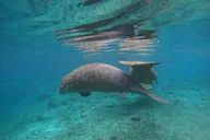 Crystal River Manatee Swim Tour thumbnail 5