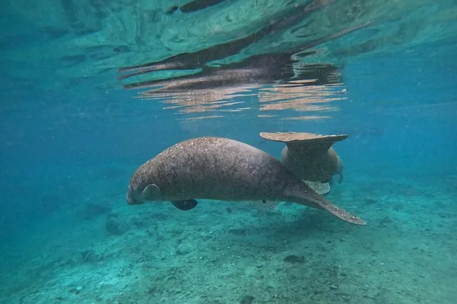 Crystal River Manatee Swim Tour - Image 5