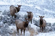 Yellowstone Wildlife Photography Tour 3 Days thumbnail 2