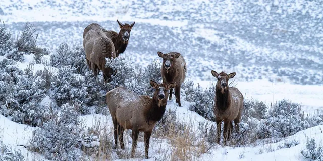 Yellowstone Wildlife Photography Tour 3 Days - Image 2
