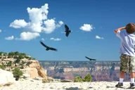 Grand Canyon Wildlife Safari with Skip-the-Line thumbnail 1
