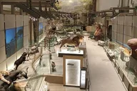Washington DC Natural History Museum Tour thumbnail 6