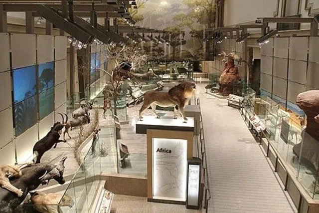 Washington DC Natural History Museum Tour - Image 6