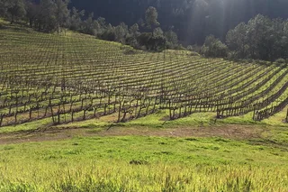 Napa and Sonoma Wine Tour