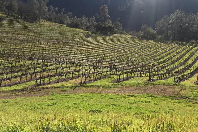 Napa and Sonoma Wine Tour - Image 1