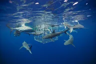 Oahu Shark Cage Diving thumbnail 2