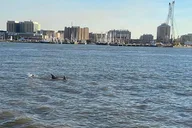 Galveston Historical and Dolphin Tour thumbnail 4