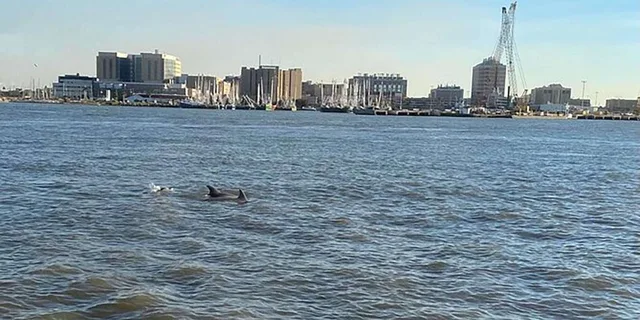 Galveston Historical and Dolphin Tour - Image 4