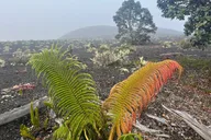 Kīlauea Hike and Lava Gazing thumbnail 5
