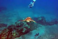 Wailea Beach Sea Scooter Snorkeling Tour thumbnail 5