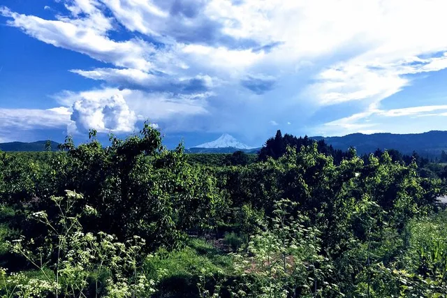 Hood River Valley Tour: Timberline, Orchards & Waterfalls - Image 5