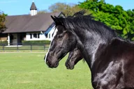Ocala Gypsy Gold Horse Farm Walking Tour thumbnail 3