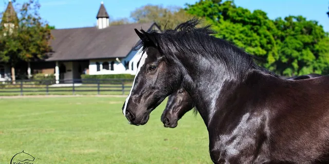 Ocala Gypsy Gold Horse Farm Walking Tour - Image 3