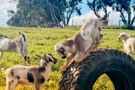 Kauai Farm Animal Experience and MicroDairy Tour thumbnail 3