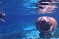 Crystal River Kayak and Swim with Manatees Tour 2.5 hr thumbnail 4