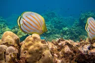Maui Kaanapali Beach Snorkel Tour with BBQ Lunch thumbnail 5
