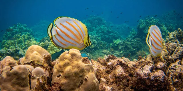 Maui Kaanapali Beach Snorkel Tour with BBQ Lunch - Image 5