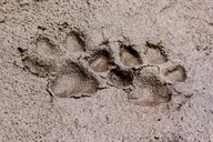 Yellowstone Slough Creek Naturalist Hike thumbnail 6