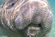 Siesta Key Kayak Tour to Midnight Pass thumbnail 2