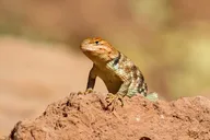 Sonoran Desert Reptile Hunting Tour 4 hr thumbnail 3