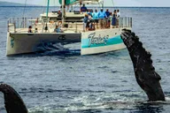 Maui Whale Watching Boat Tour with Open Bar thumbnail 2