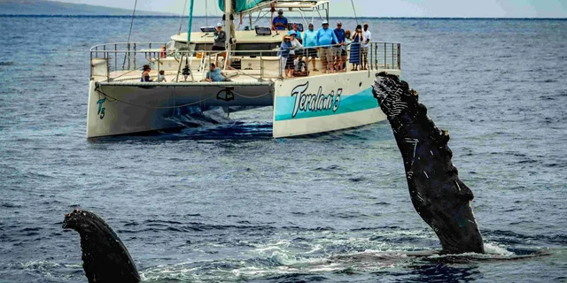 Maui Whale Watching Boat Tour with Open Bar - Image 2