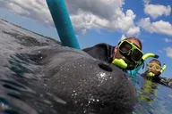 Crystal River Manatee Snorkel Tour with Guide thumbnail 2