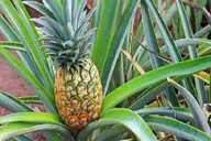 Oahu Pearl Harbor, Dole Plantation, and Polynesian Center Tour thumbnail 5
