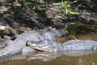 Naples Manatee Sightseeing and Wildlife Boat Tour thumbnail 4