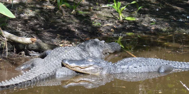 Naples Manatee Sightseeing and Wildlife Boat Tour - Image 4